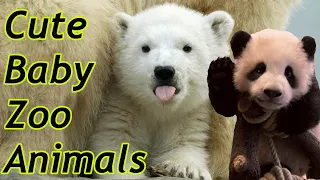 Cute Baby Zoo Animals Of The Month February 2020