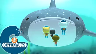 Octonauts - Géants de mer | Dessins animés pour enfants