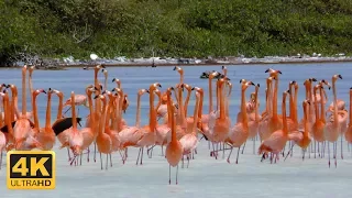 Tauchparadies Bonaire (4K DOKU 2016)