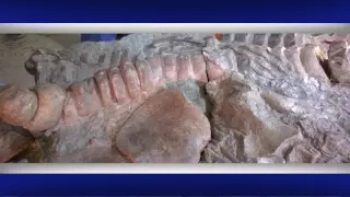 Останки динозавров нашли в Дагестане
