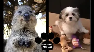 Original Animals #8. CUTE AND FUNNY ANIMALS VIDEO/ МИЛЫЕ И СМЕШНЫЕ ЖИВОТНЫЕ.