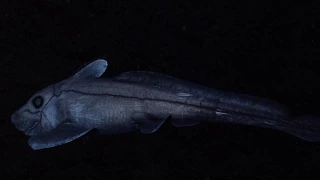 Creatures of the Deep - Chimaera