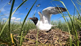 A look at the secret lives of laughing gulls, the bird-turned-villain at the Jersey Shore