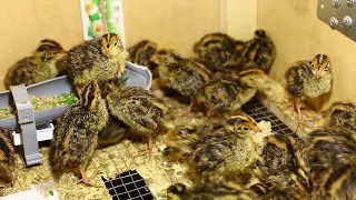 A quail of the Estonian breed