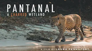 Pantanal: A Charred Wetland (FULL DOCUMENTARY)