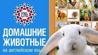 Домашние животные на английском языке | Для детей и начинающих