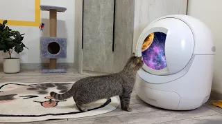 Умные технологии для котиков. Тестируем автоматический кошачий туалет.