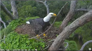 AEF-NEFL ~ Samson Is Excited For The New Season! Two Visits To Nest & Brings In 2nd Stick! 9.4.22