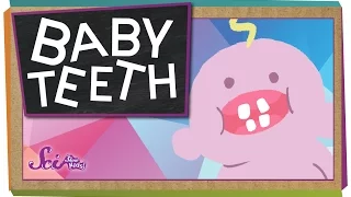 Why Do We Have Baby Teeth?