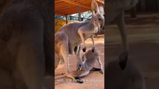how kangaroos clean their pouch