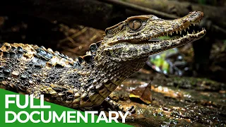 Uncharted - The Beautiful World of the Amazon | Free Documentary Nature