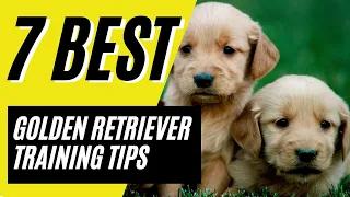 7 BEST Golden Retriever Puppy Training Tips and Best Practices