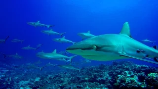 Diving in French Polynesia ( Fakarava and Rangiroa ) 4K