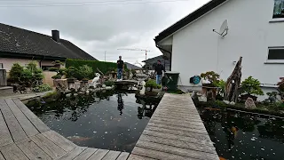 Modern Koi Blog #4762 - Juliana und Bernhards 50.000 Liter Sorgenkoiteich