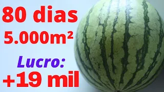 WATERMELON production: FAST PROFIT in just 80 days. See the numbers!