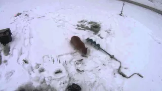 Кот на зимней рыбалке