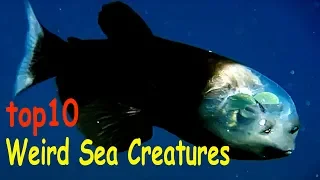10 Sea Creatures You Won't Believe Exist, [ Part 3 ]