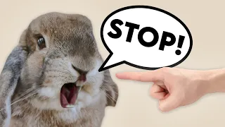 STOP DOING THIS IF YOU OWN A RABBIT