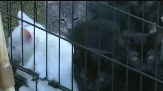 Humane society: Animal hoarding cases on the rise in Mahoning Valley