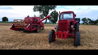 Żniwa 2023 pszenica pod kosę Masseya #tractor #masseyferguson #belarus #żniwa #latolato