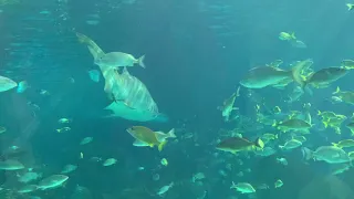 Ripley  Aquarium 👁️Toronto ❤️