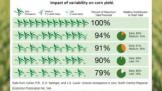 Scouting Corn Emergence: Key Indicators for Maximizing Yield Potential