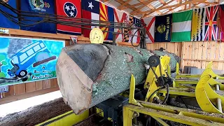 sawing a big pin oak #201