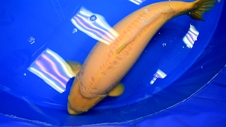 Modern Koi Blog #1424 - Live from Shinkokai Koi Show: Die Best in Variety Preise