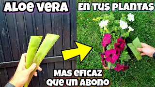 ENTIERRA ALOE VERA en Tus Plantas y Me Darás Las gracias ! Huerto urbano en casa y jardín | Abono