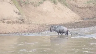 Wildebeest somehow escapes a crocodiles grip