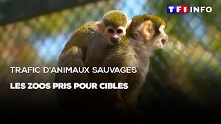 Trafic d'animaux sauvages : les zoos pris pour cibles