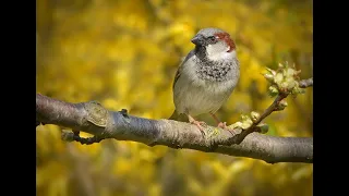 Song for Sunday - Sparrow Watcher by Pam Mark Hall