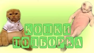 Смешные коты | Подборка с котами | Приколы