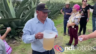 El pulque, la bebida ancestral de México.