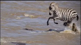 A Zebra Gets Hunted And Torn Apart By A Float Of Crocodiles