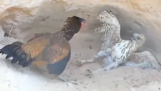 😱 10 ROOSTERS AND HENS THAT SHOW OTHER ANIMALS WHO IS THE BOSS