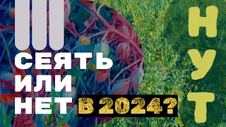 Какой НУТ сеять в 2024 году!