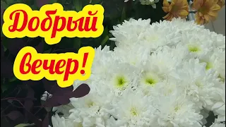 ДОБРЫЙ ВЕЧЕР! Красивое пожелание доброго вечера! Музыкальная Открытка с добрым вечером!