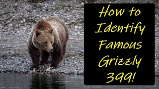 How to Identify Famous Grizzly 399  -  "The Queen of the Tetons!" May 2023 4K