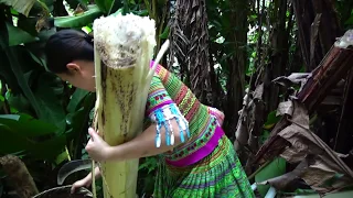 Primitive Life : Two Ethnic Girls Chop a Large Banana Tree Meet Primitive Forest People