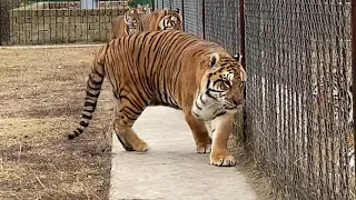 Суматранская тигрица испугалась сама и ИСПУГАЛА ТИГРА ! Смотрим до конца !
