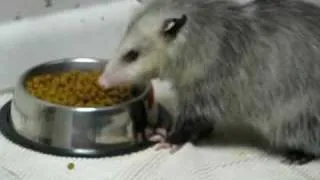 Another visit by a wild Opossum