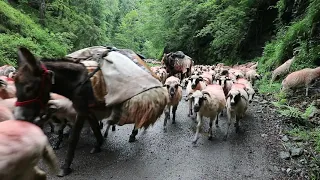 O turma de 1000 de oi prin Cheile Jietului DN7A! Transhumanta in defileul Jietului!