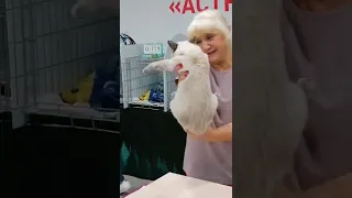 Монопородное шоу тайских кошек 22.10.2022 на Международной выставке кошек в Москве
