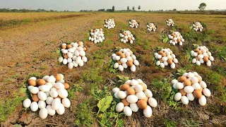 OMG ! Collect a lot of duck eggs in the fields near the village