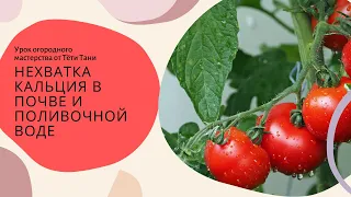 857. Томаты и "вершинка"