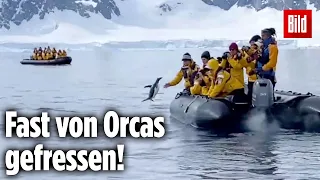 Pinguin rettet sich mit Sprung in Schlauchboot