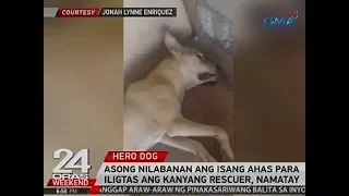 24 Oras: Asong nilabanan ang isang ahas para iligtas ang kanyang rescuer, namatay