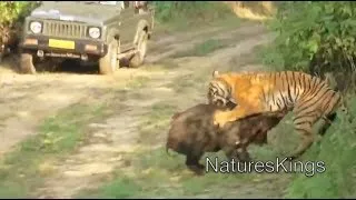 Tiger Attacks Wild Boar - Intense [HD]