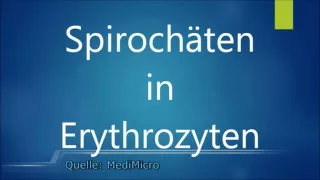 Intraerythrozytäre Parasiten / Borrelien in roten Blutkörperchen